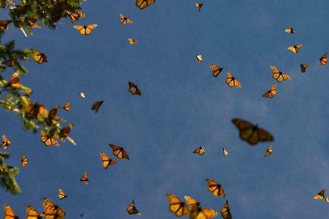 افزایش پروانه ها نگران کننده نیست