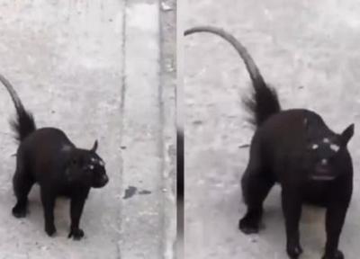 رویت یک جانور عجیب الخلقه در خیابان!