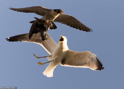 تصویر برگزیده حیات وحش؛ حمله مرغ دریایی به یک شاهین