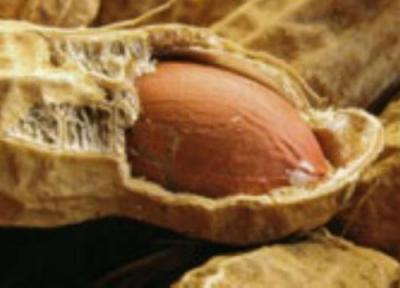 خواص بادام زمینی