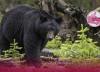کمبود غذا خرس های سیاه ونکوور را راهی شهر کرد